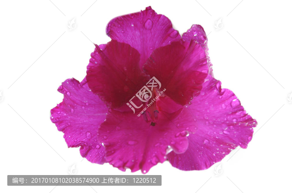 唐菖蒲