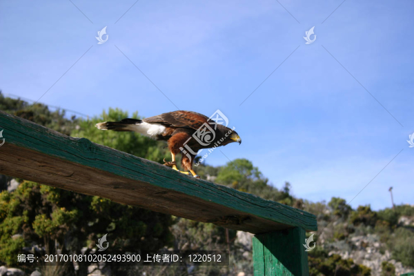 游隼