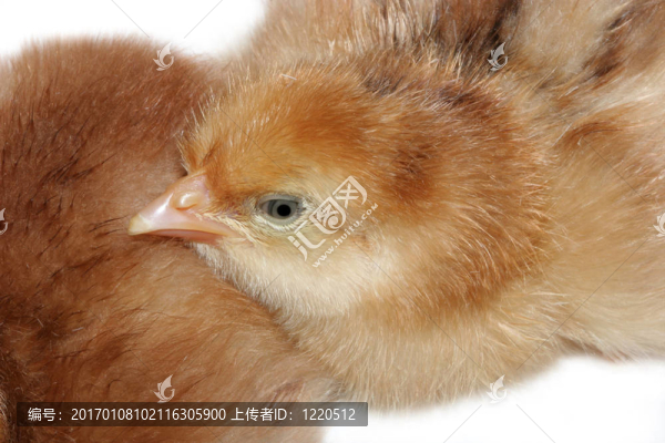小雞