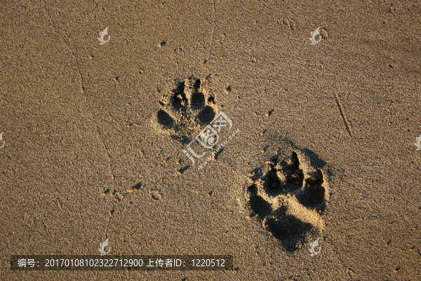 狗的爪子