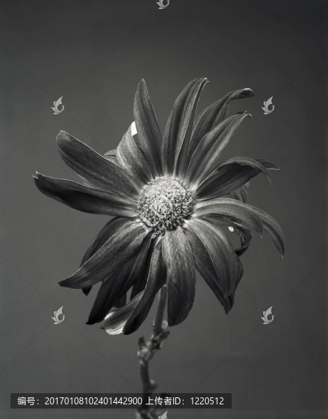 黑暗之花