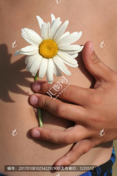 雛菊-匯圖網(wǎng) www.fosd68.com 雛菊