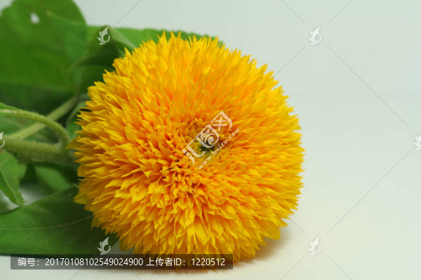 向日葵
