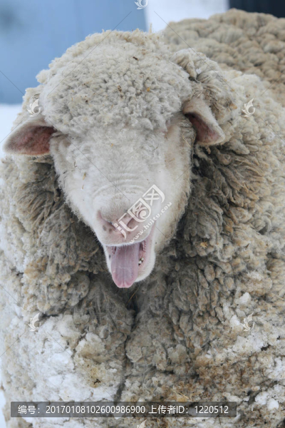 雪白的綿羊