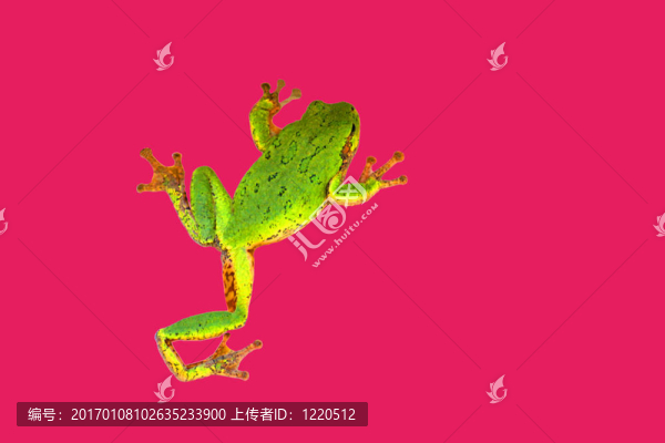四倍體灰樹