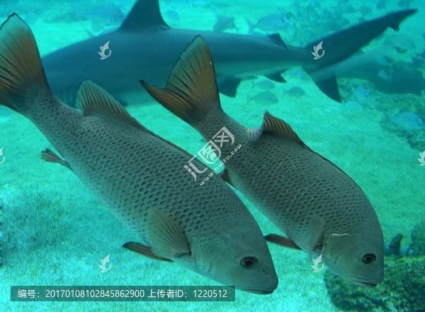 兩魚