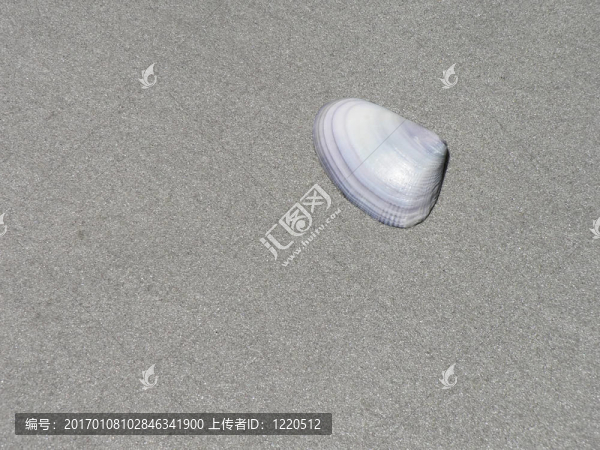 沙灘上的貝殼
