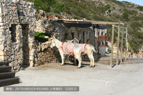 驢