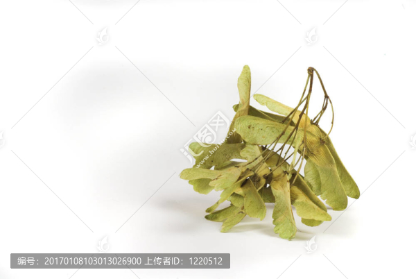 秋天的楓樹的種子
