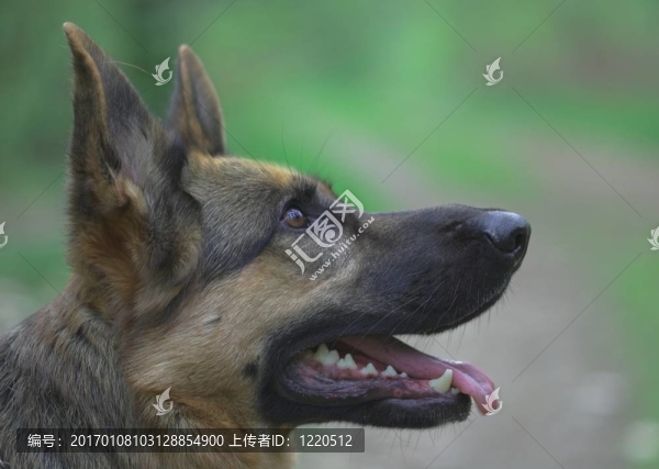 拉娜