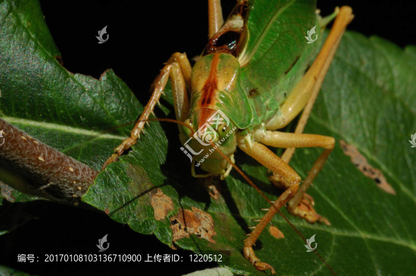 蚱蜢
