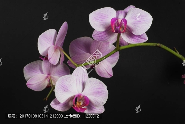 蘭花