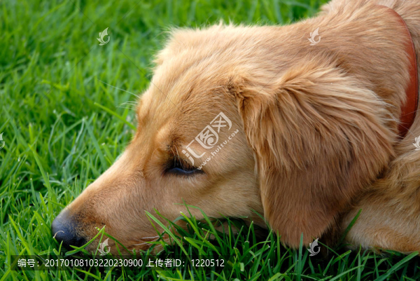 金毛巡回獵犬