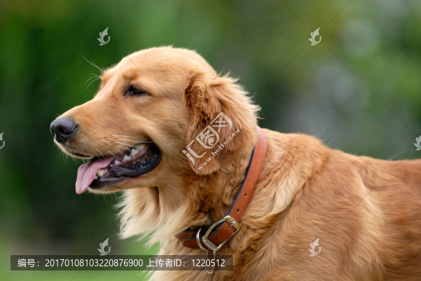 金毛巡回獵犬