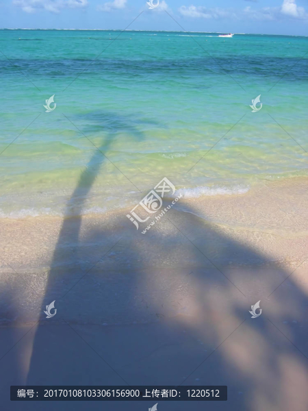 棕櫚樹(shù)6-匯圖網(wǎng) www.fosd68.com 棕櫚樹(shù)6