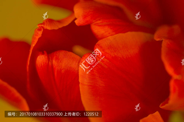 花的心