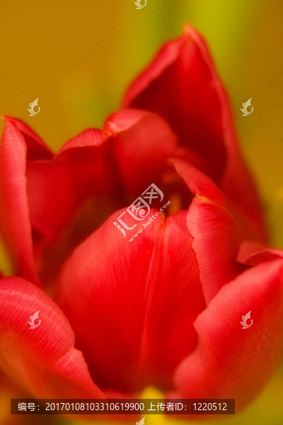 Flower的力量