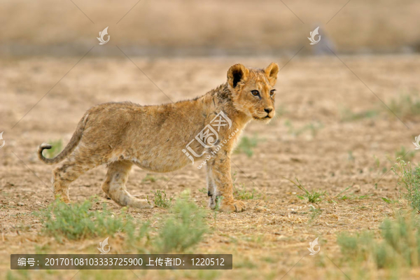 幼獅