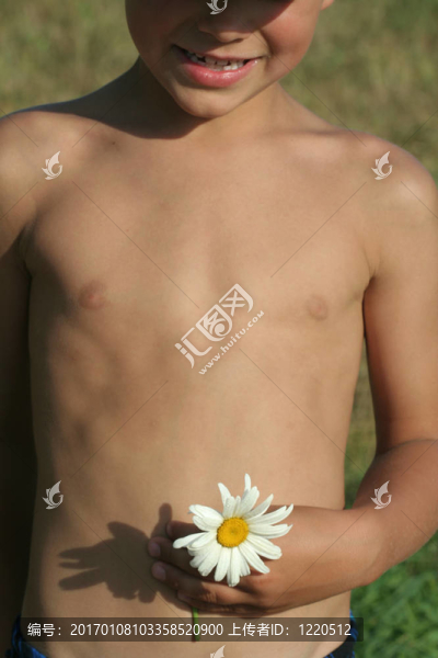 雛菊