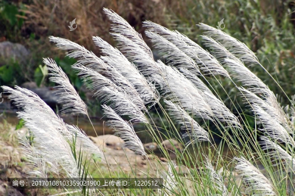 grassheads