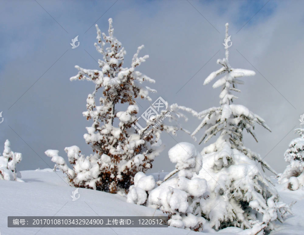 雪景