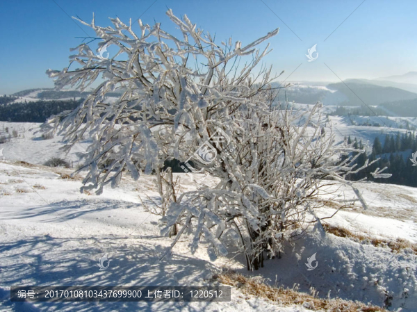 冬季景觀（12）