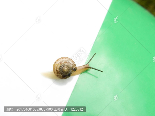 蝸牛