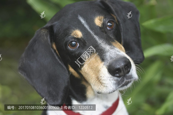 獵犬