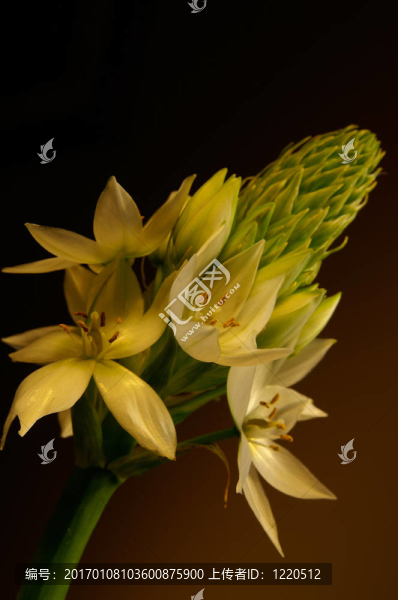美麗的花