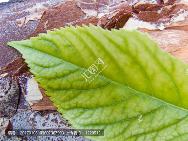 樹(shù)皮和葉