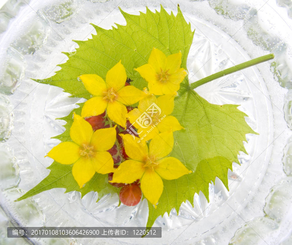 水中的黃色花