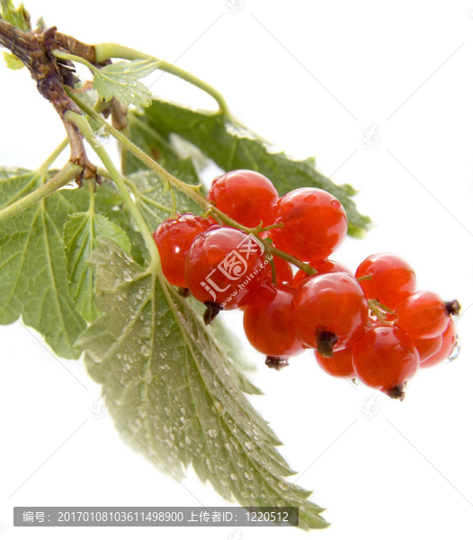 紅醋栗