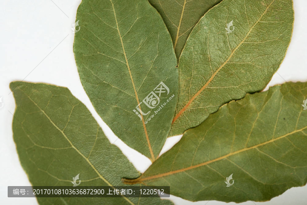 月桂樹的葉子