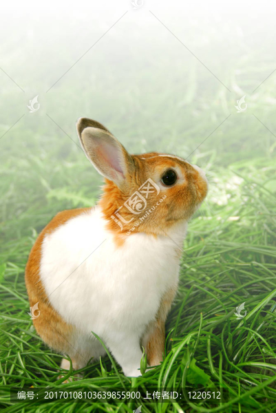 復活節(jié)兔子