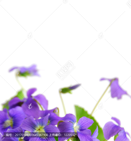 紫羅蘭