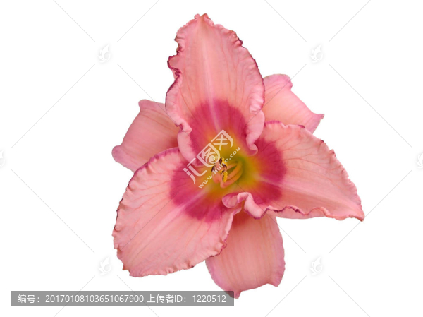 Pink,Daylily分離