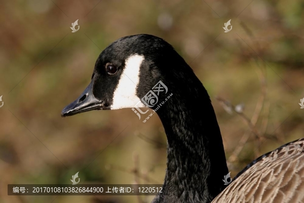 加拿大鵝（黑雁黃花）