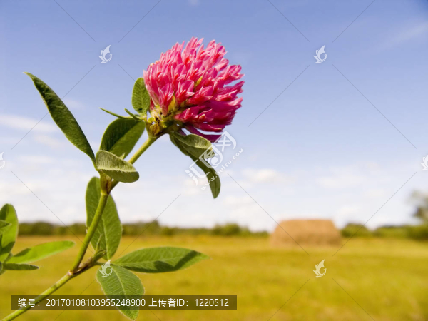 三葉草