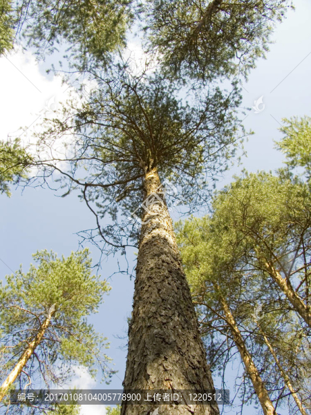 樹-匯圖網(wǎng) www.fosd68.com 樹