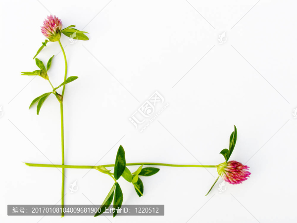 花的框架