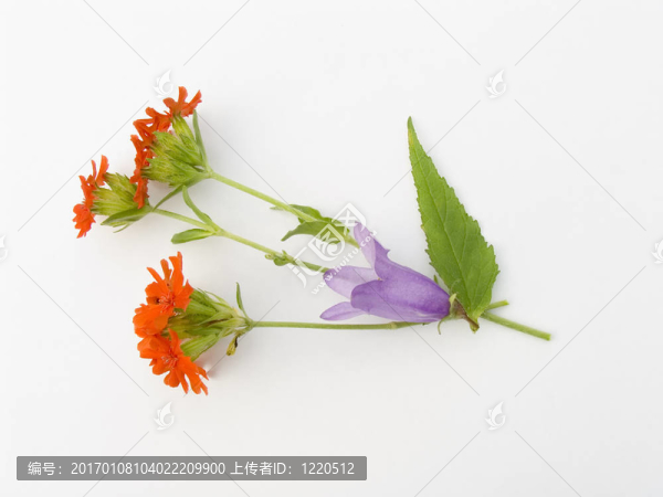 花束