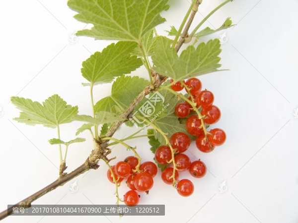 一個(gè)紅醋栗樹枝