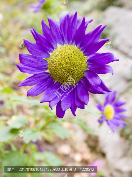 花的特寫