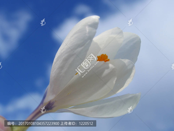 手上的花