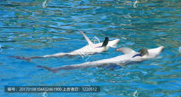 兩只海豚