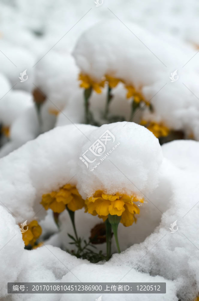 金盞花在雪中