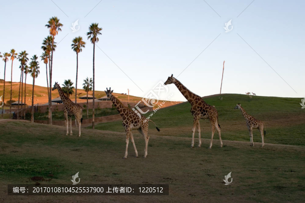 Giraffe的家人