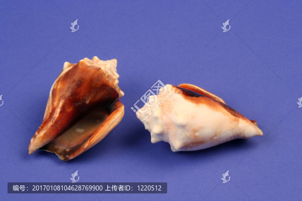海貝殼