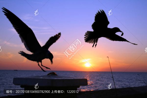 海鷗在森塞特