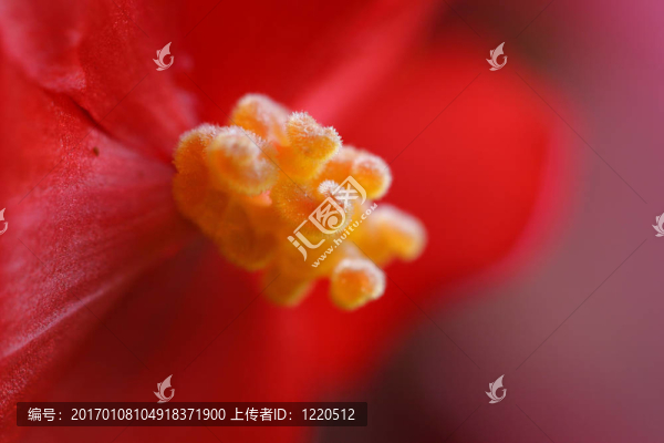 雄蕊